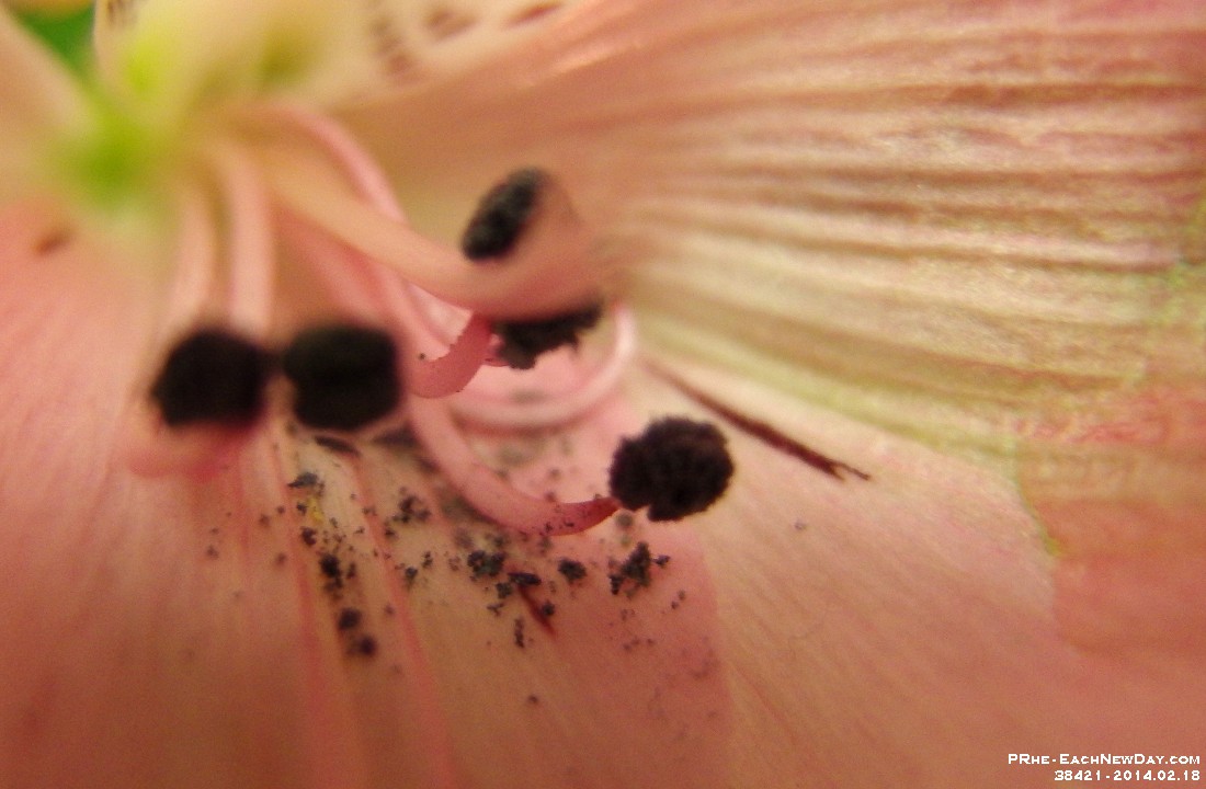 38421CrLeSh - Beth's Valentine's Day boquet